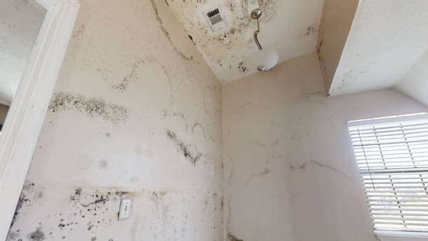 Best Basement Mold Removal  in Ironton, OH